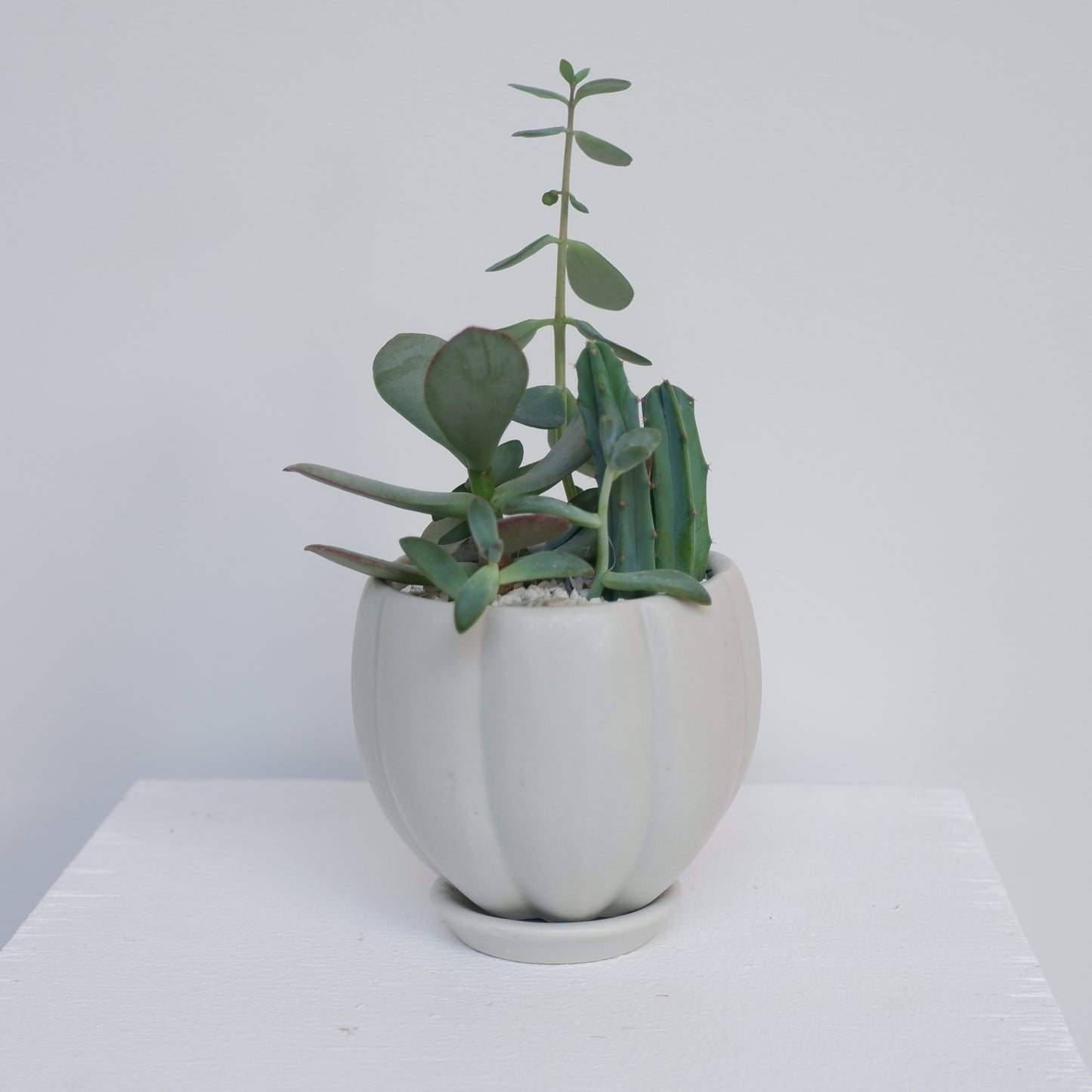 植木鉢 多肉植物寄せ植え 3