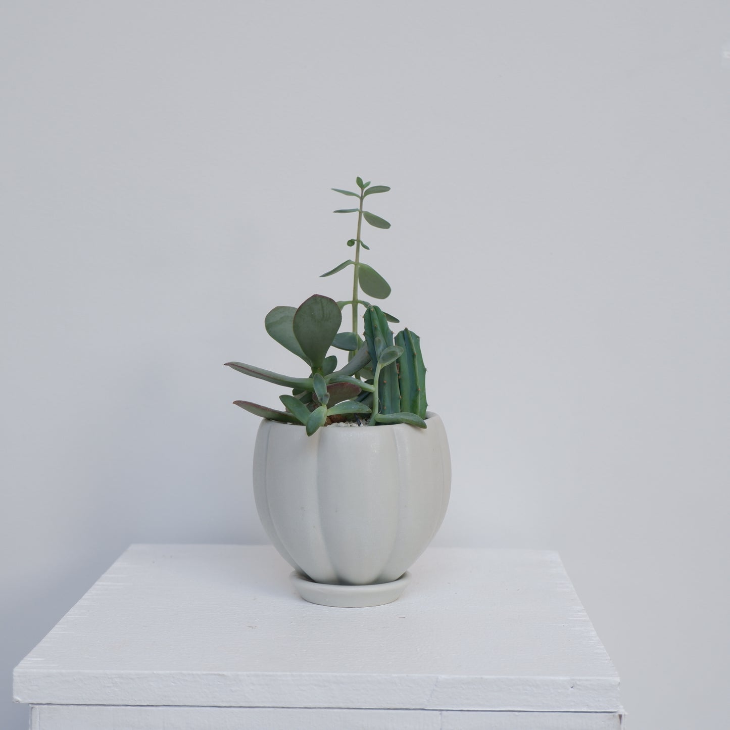 植木鉢 多肉植物寄せ植え 3