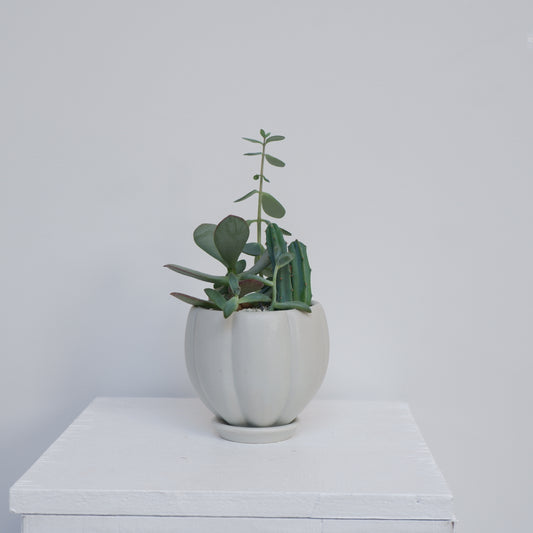 植木鉢 多肉植物寄せ植え 3