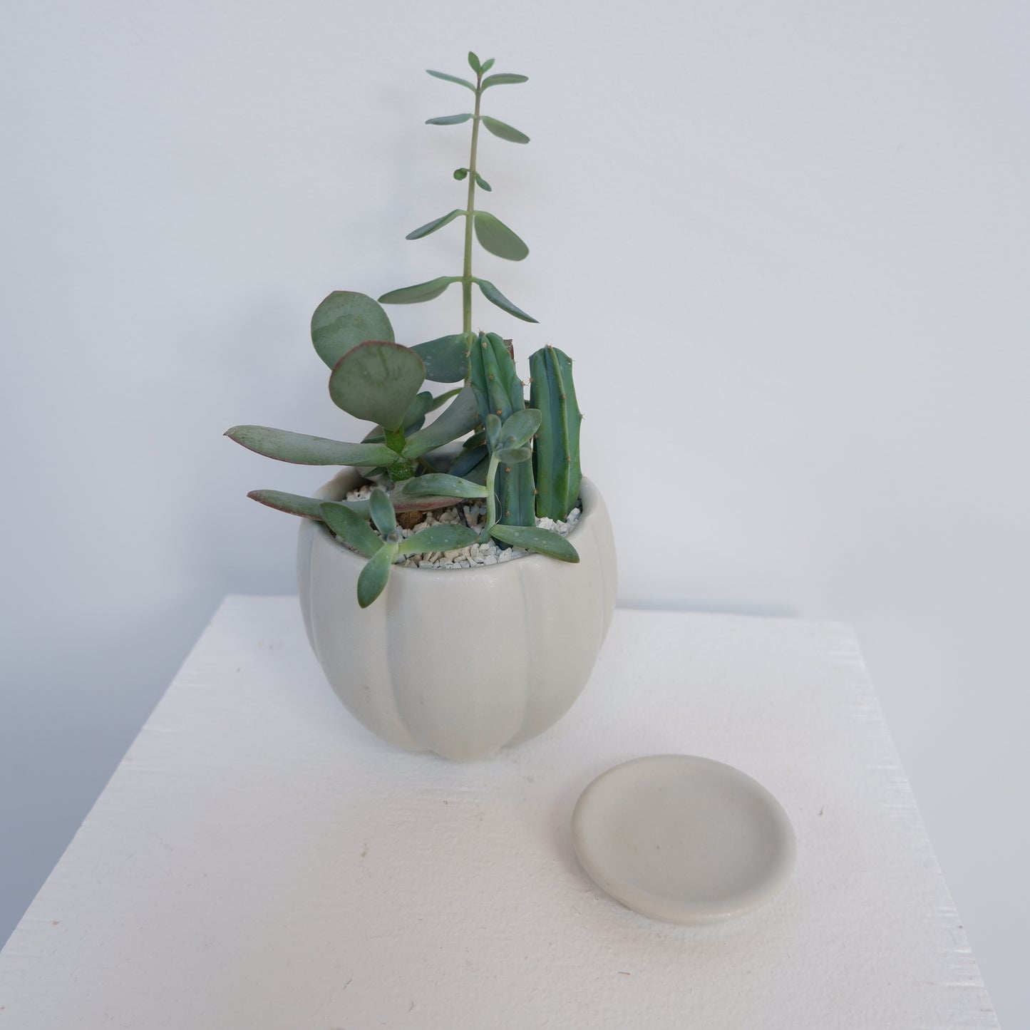 植木鉢 多肉植物寄せ植え 3
