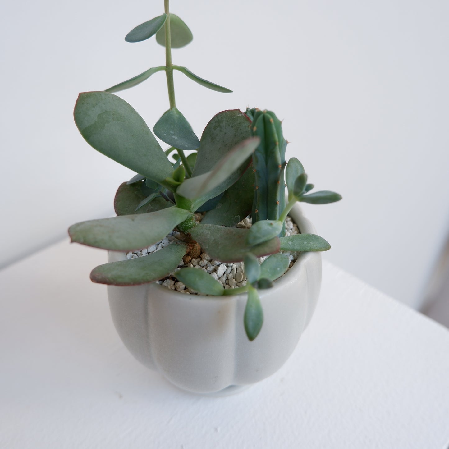 植木鉢 多肉植物寄せ植え 3