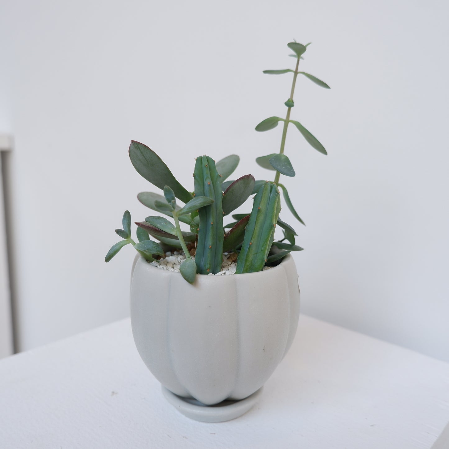 植木鉢 多肉植物寄せ植え 3