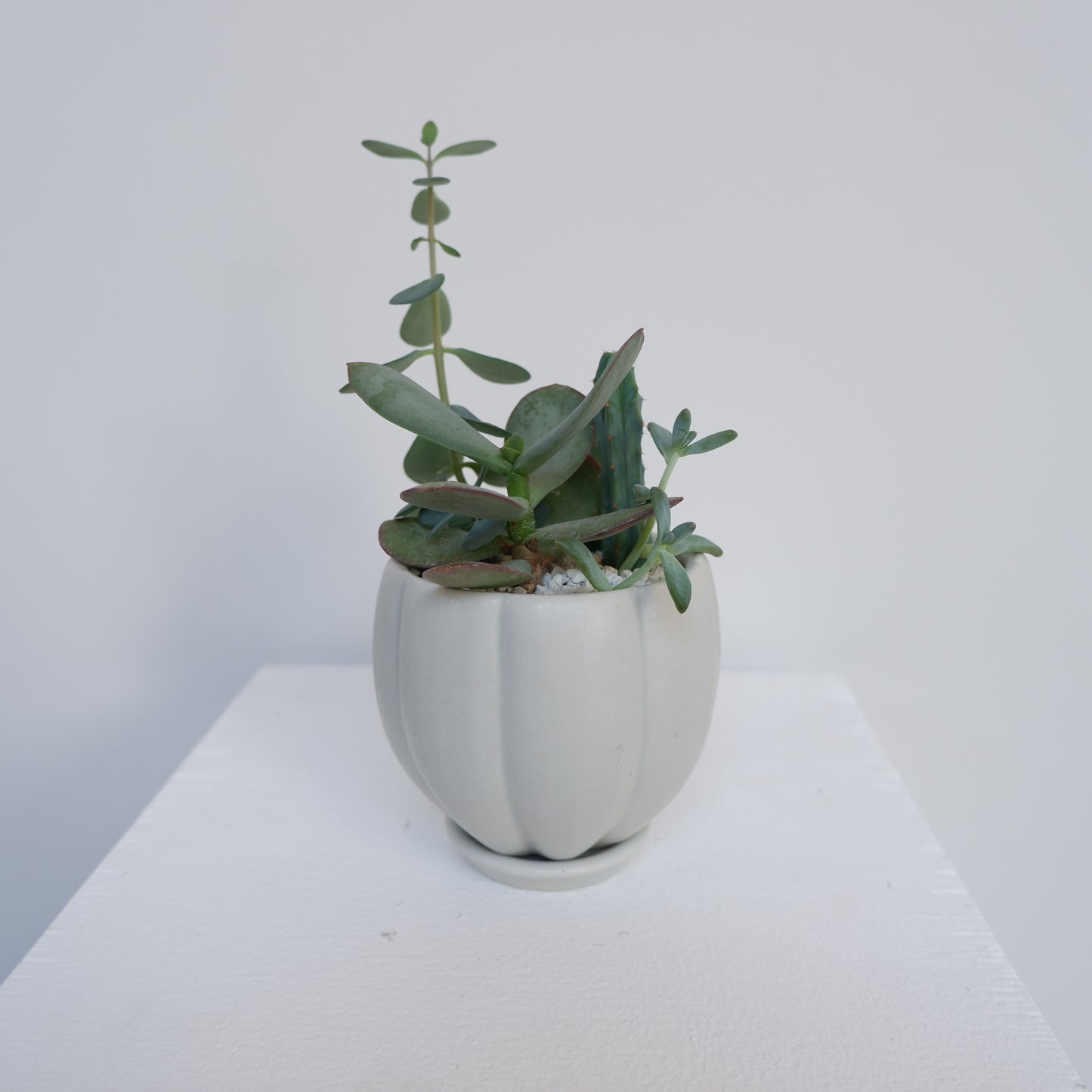 植木鉢 多肉植物寄せ植え 3