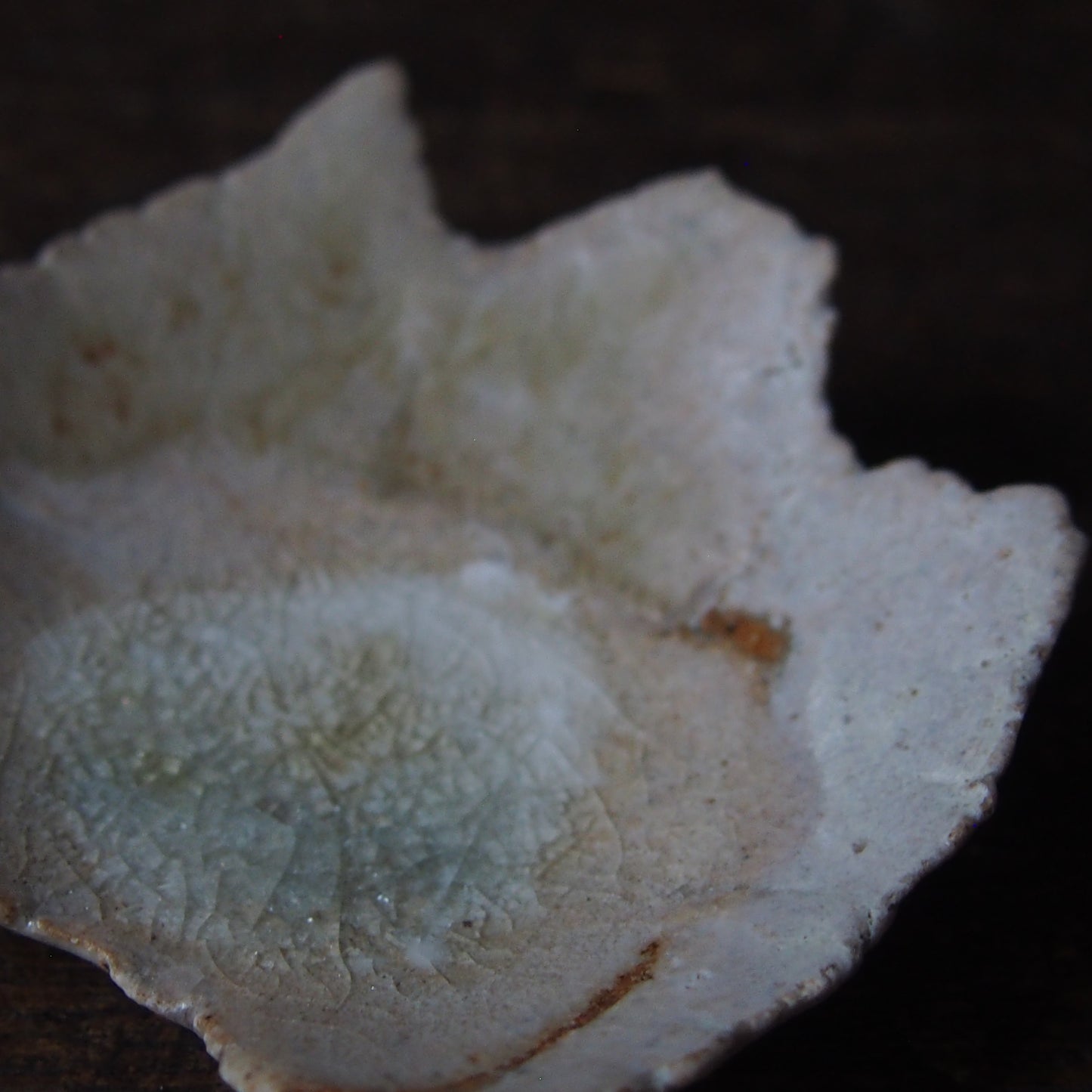 8-3 leaf 豆皿(S) | 紫蓮