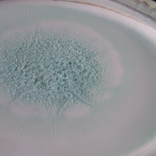 28-12 オーバルL | 梅本勇