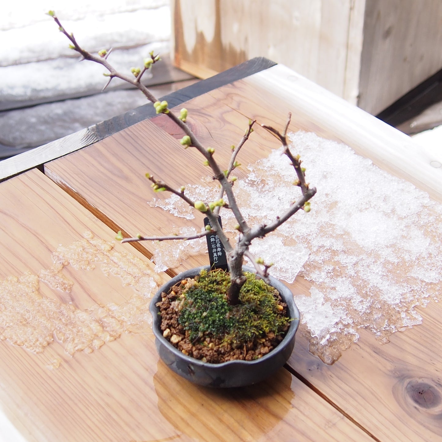 白花長寿梅(鉢:石井真行)