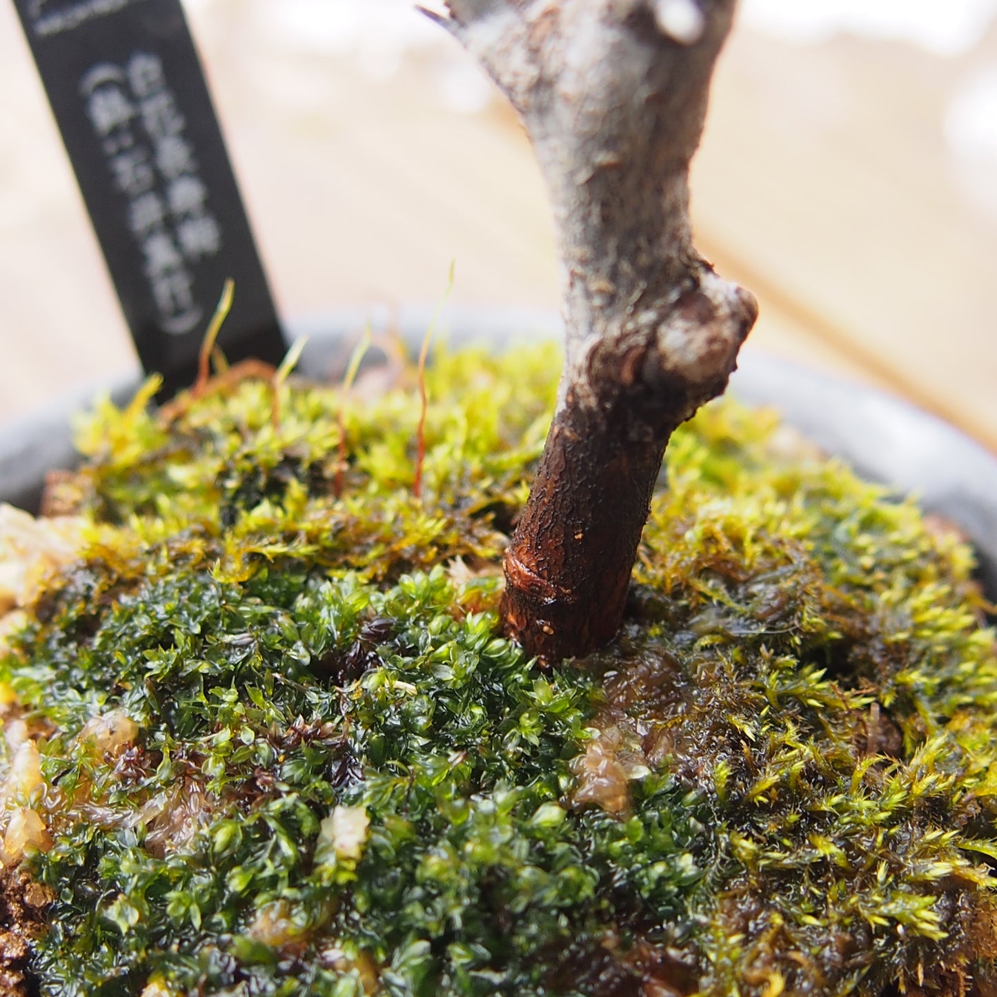 白花長寿梅(鉢:石井真行)