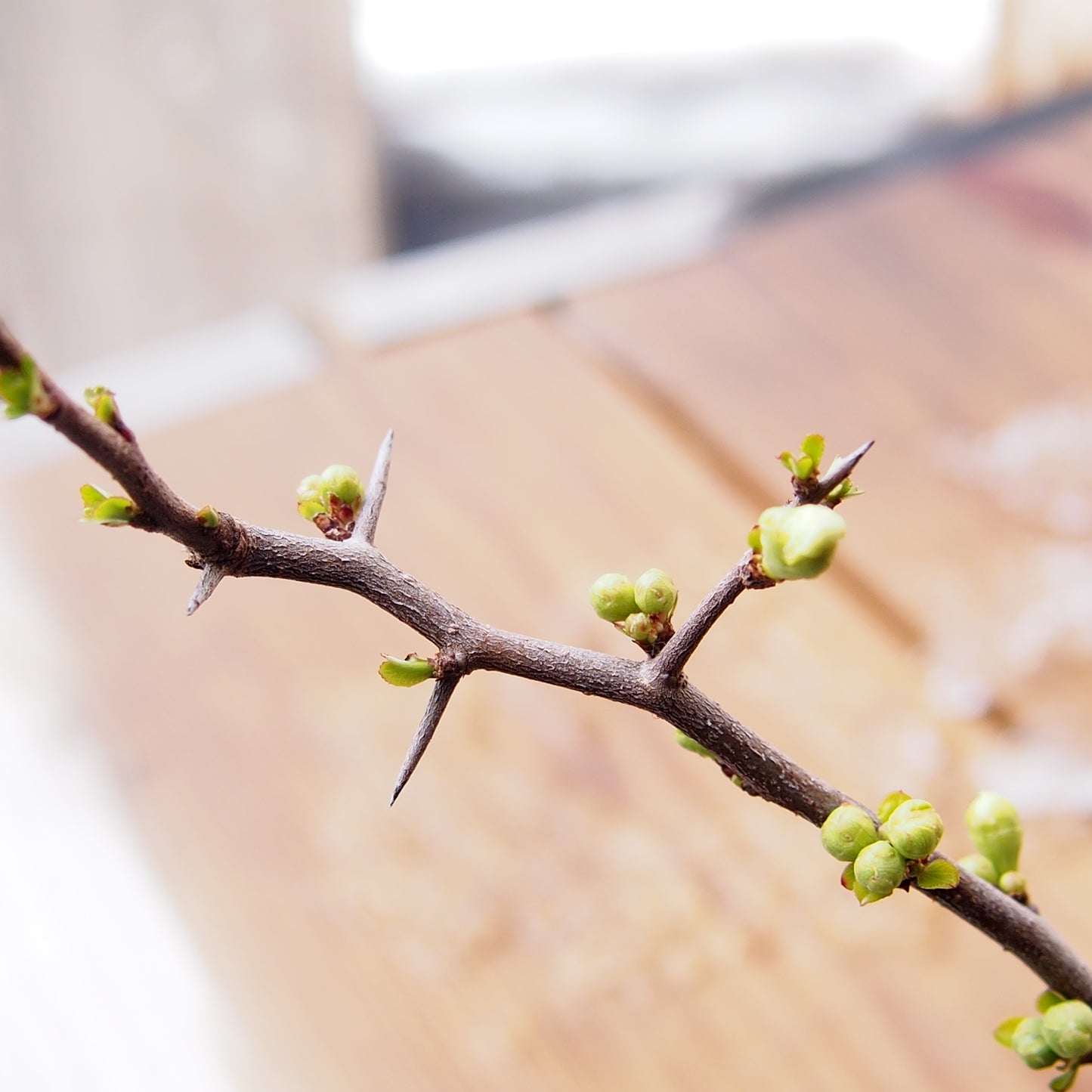 白花長寿梅(鉢:石井真行)
