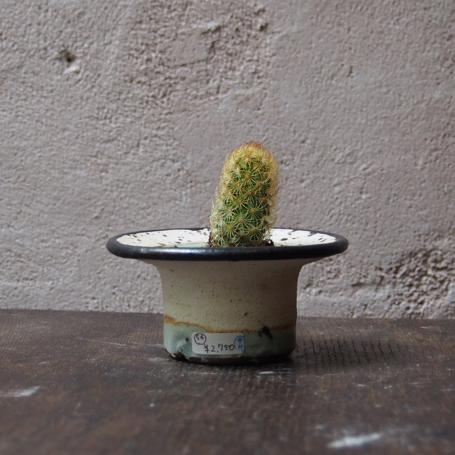 植物POT 水色×黒 XS(サボテン)