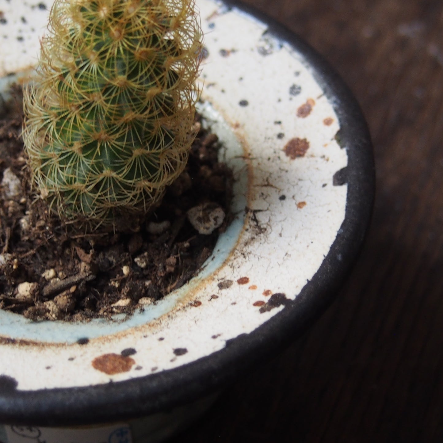 植物POT 水色×黒 XS(サボテン)