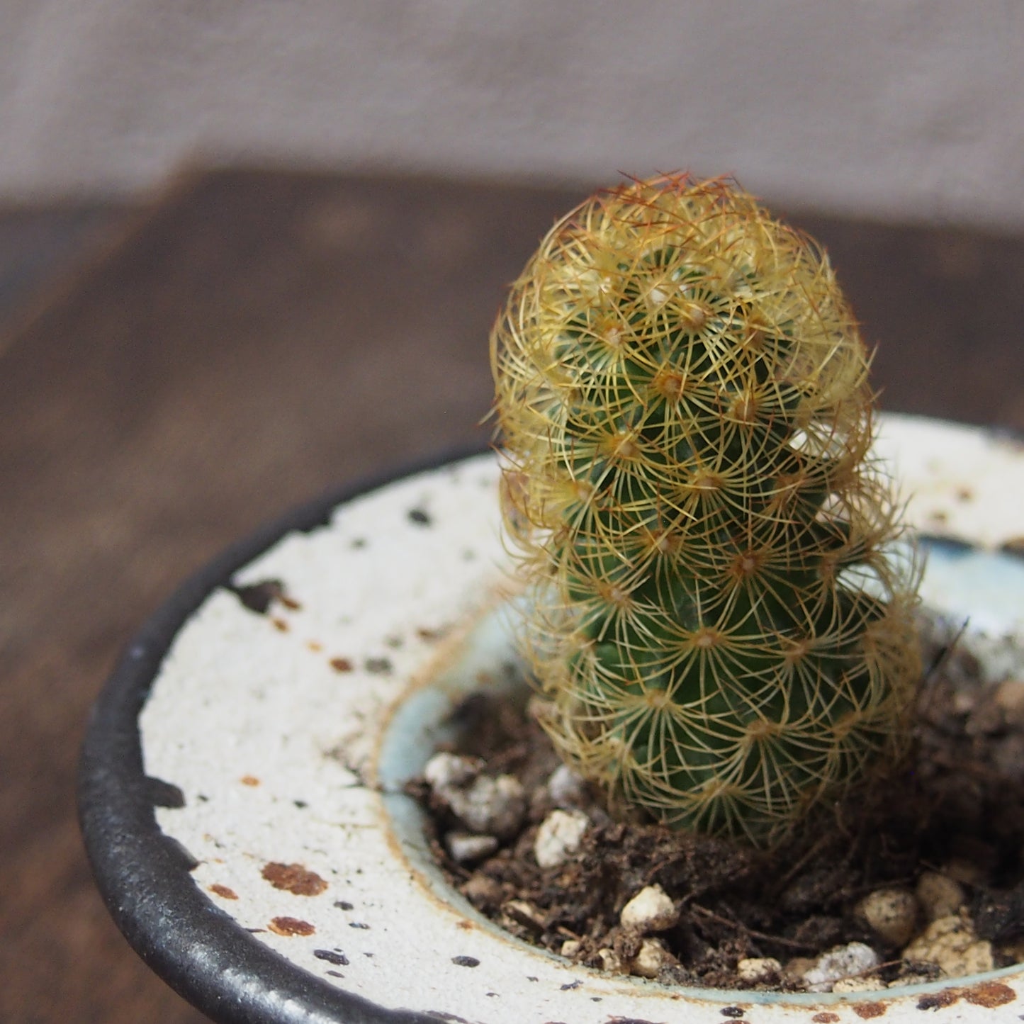 植物POT 水色×黒 XS(サボテン)
