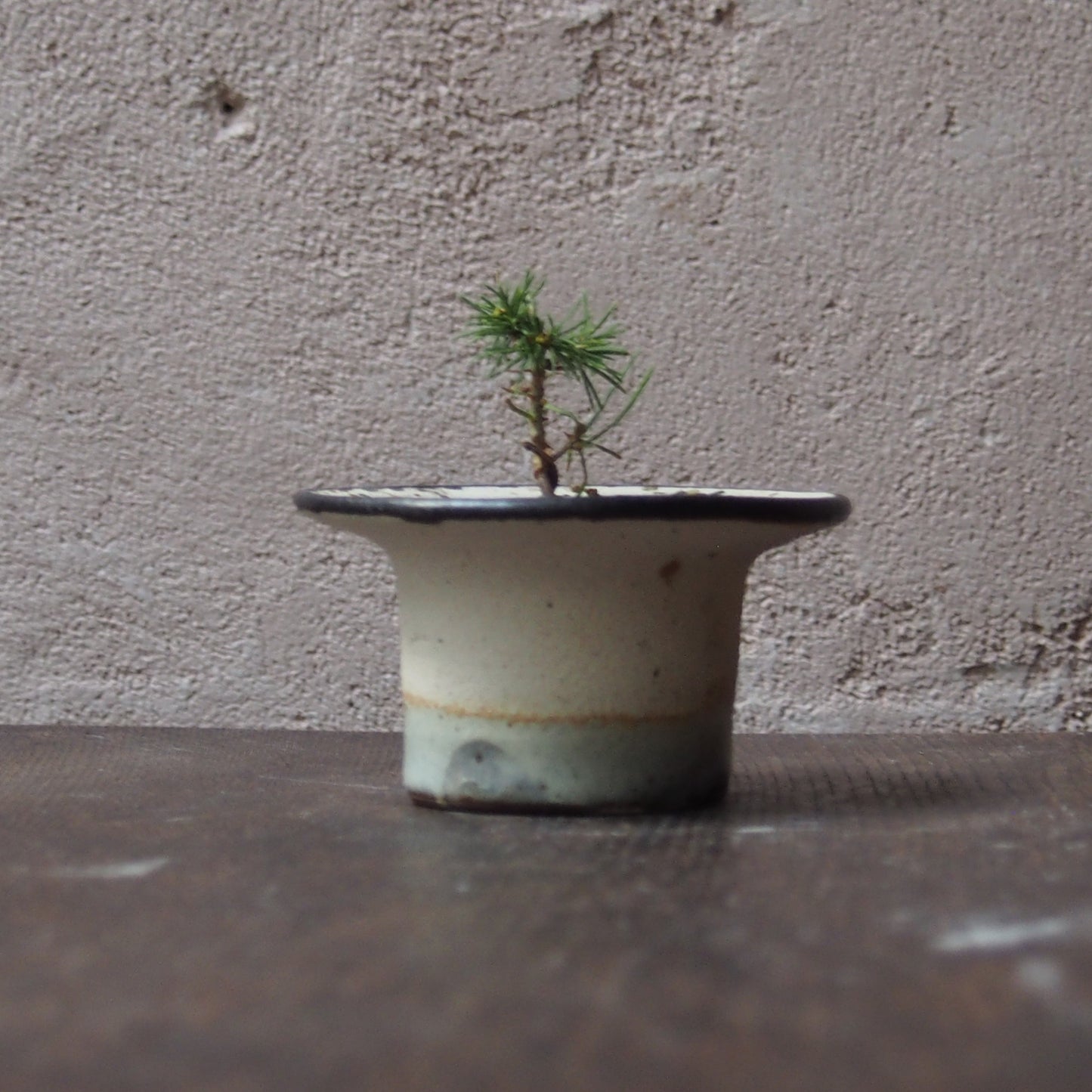 植物POT 水色×黒 XS(松)