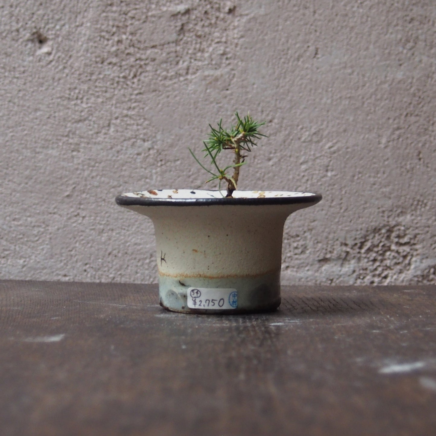 植物POT 水色×黒 XS(松)