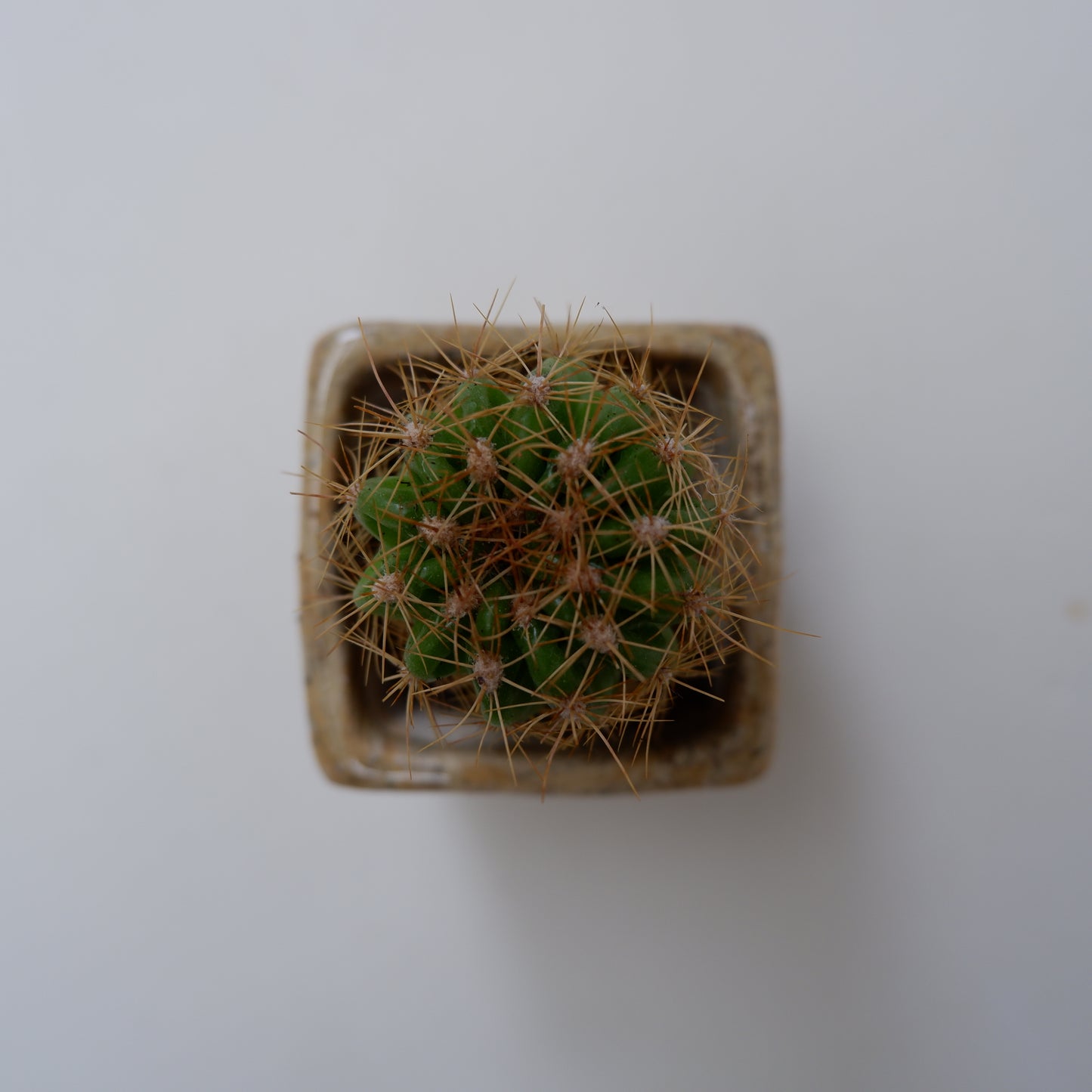 14-4　豆盆栽鉢 | 坂下花子