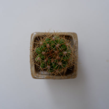 14-4　豆盆栽鉢 | 坂下花子
