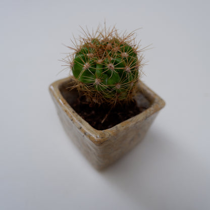 14-4　豆盆栽鉢 | 坂下花子