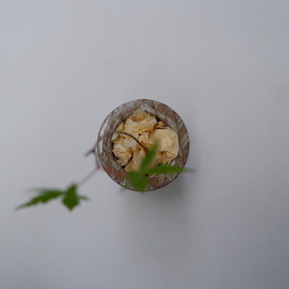 14-5　豆盆栽鉢 | 坂下花子