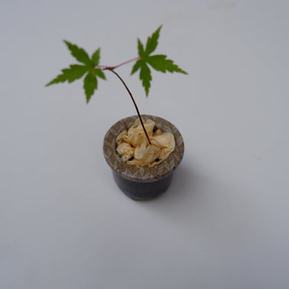14-5　豆盆栽鉢 | 坂下花子