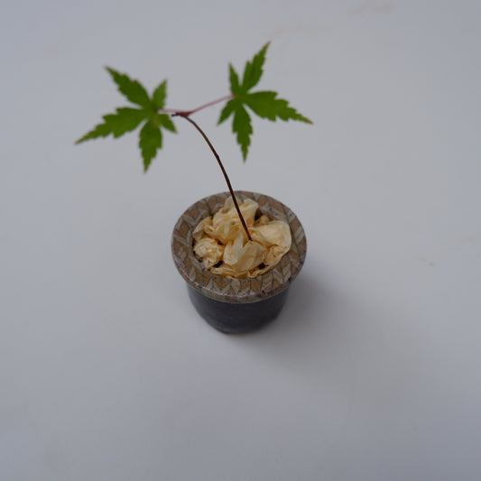 14-5　豆盆栽鉢 | 坂下花子