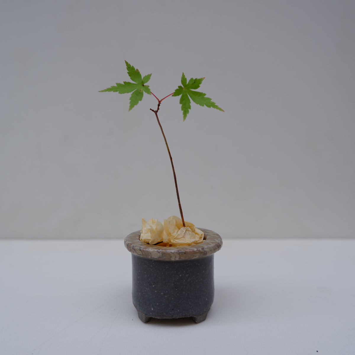 14-5　豆盆栽鉢 | 坂下花子