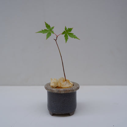 14-5　豆盆栽鉢 | 坂下花子