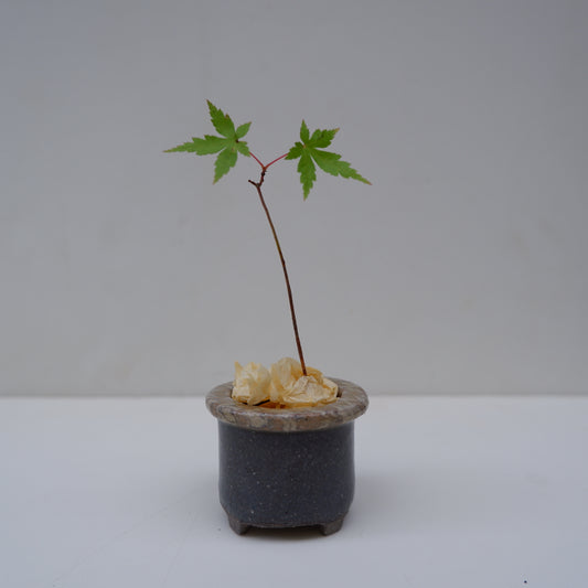 14-5　豆盆栽鉢 | 坂下花子