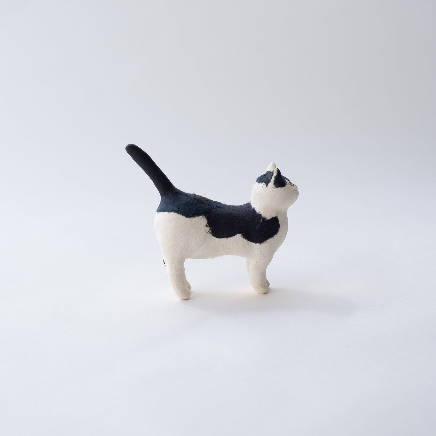 猫 16