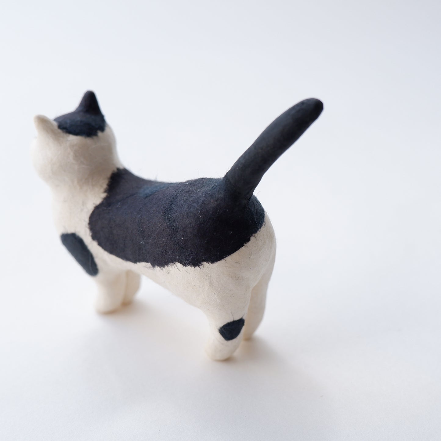 猫 16