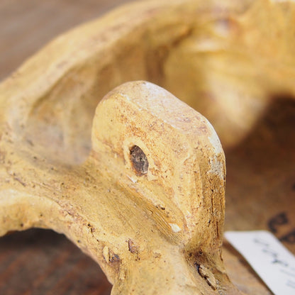 29　野うさぎさん | 本田あつみ